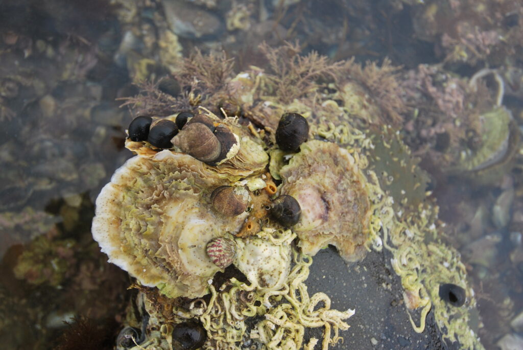 Photo of a native oyster on rocks with epifauna
