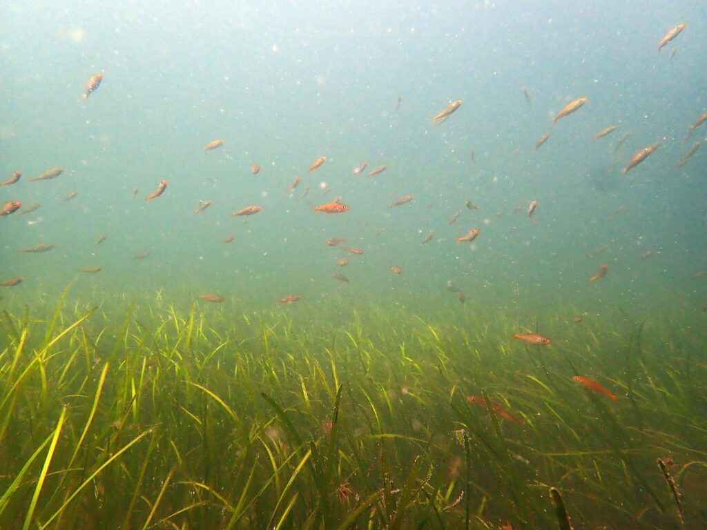 Seag rass bed with juvenile fish