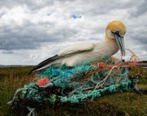 Taxidermy Northern Gannet on a nest of plastic netting