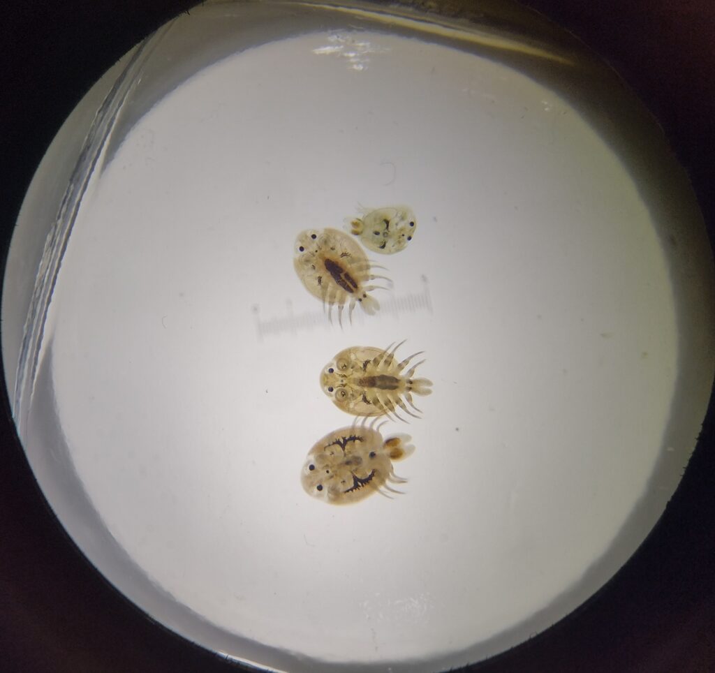 Image of four freshwater fish lice