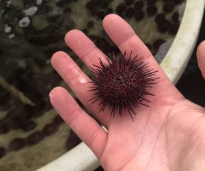 CH_Sea_urchin