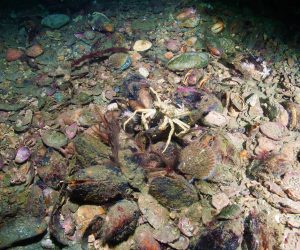 Credit to Jose M Farinas-Franco JPG