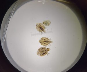 Image of four freshwater fish lice