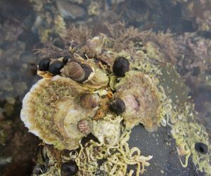 Photo of a native oyster on rocks with epifauna