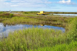 Project 3 Saltmarshes (1)