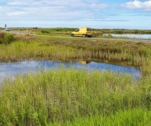 Project 3 Saltmarshes (1)