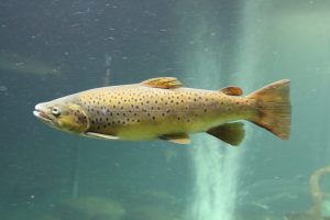 The,Atlantic,Salmon,(salmo,Salar),Is,A,Species,Of,Ray-finned
