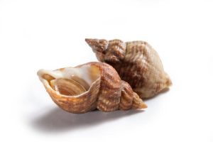 Uncooked fresh common whelks or sea snails isolated on a white studio background. Traditionally pickled and eaten at the seaside, isolated on a white studio background